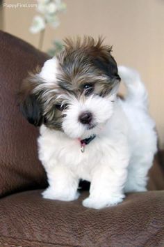 a small white and brown dog sitting on top of a couch