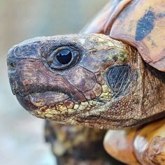 a close up view of the head and neck of a tortoise