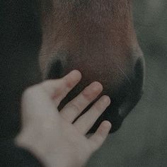 a person petting the nose of a brown horse with his hand on it's face