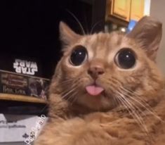 an orange cat sticking its tongue out with it's tongue hanging out to the side