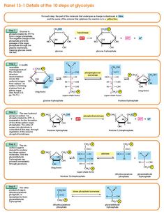 two diagrams showing the steps in which each reaction is made