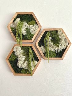 three wooden hexagons with moss and white flowers in them on the wall