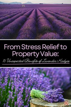 Lavender Hedges, Lavender Hedge, Benefits Of Lavender, Lavender Benefits, Aromatherapy Benefits, Thriving Garden, Indoor Plant Care, Drought Resistant, Sustainable Garden