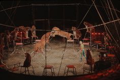 a circus scene with tigers on the ring