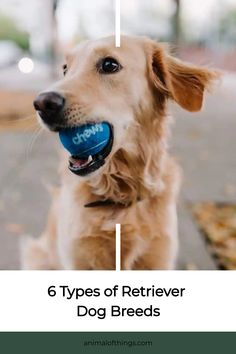 Now, if you are looking into different types of retriever dog breeds, we have here all the details you may require to get the dog of your…