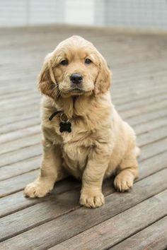 a brown puppy sitting on top of a wooden floor