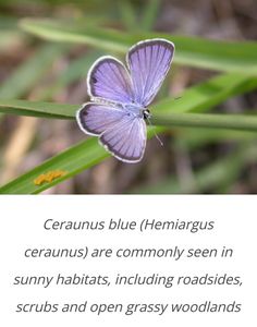 a purple butterfly sitting on top of a green plant next to a quote from the poem