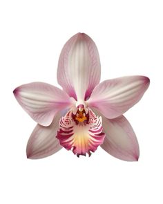 a pink and white orchid flower on a white background with room for text or image