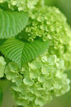 green leaves and flowers are growing on the tree