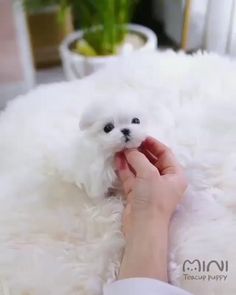 a small white dog is being held by someone's hand on a fluffy rug