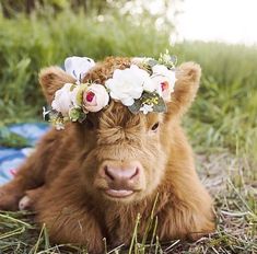 a baby cow wearing a flower crown laying in the grass