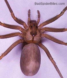 a large brown spider sitting on top of a white wall