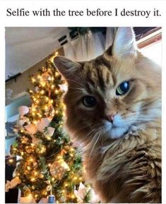 a cat sitting in front of a christmas tree with the caption selfie with the tree before i destroy it