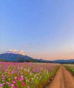 Landscape of the dirt road and beautiful cosmos flower field at sunset time stock photography Field At Sunset, Sunset Time, Dirt Road, Green Nature, Flower Field, Cosmos, Stock Photography