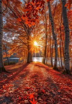 the sun is shining through some trees with red leaves on the ground in front of it