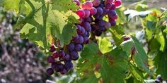 grapes are growing on the vine with green leaves