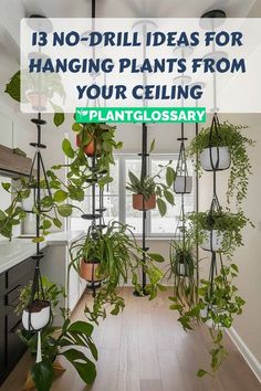 a room filled with lots of plants and hanging planters