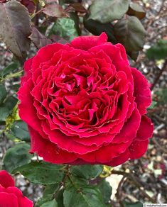 a red rose is blooming in the garden