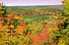 the trees are changing colors in the fall season as they stand on top of a hill