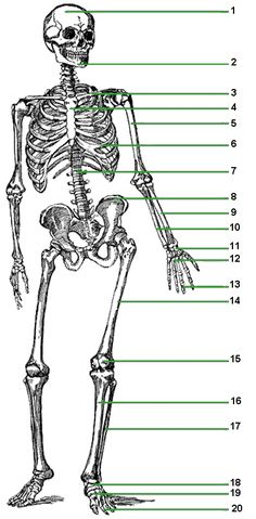 the skeletal skeleton is labeled in green and black, with labels for each section on it