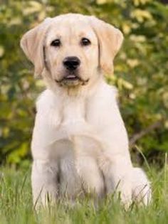 a yellow lab puppy sitting in the grass