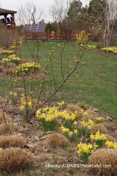 some yellow flowers are growing in the grass