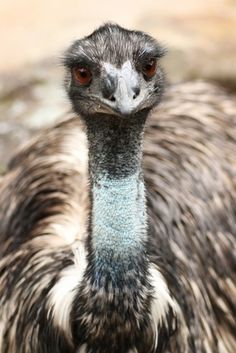 an ostrich is looking at the camera