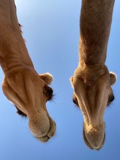 two giraffes standing next to each other with their noses touching the camera