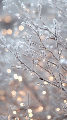 the branches are covered with ice and snow flakes in front of a blurry background