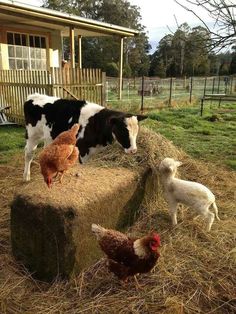 several farm animals standing around hay bales in front of a small house with a chicken on it