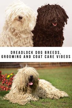 The Dreadlock Dog is usually a nickname given to the Hungarian Puli, but it is also used for Komondors and Bergamasco sheeodogs. Dreadlock dog breeds have long firm cords of fur rather than a soft and silky coat. Their hair naturally mats at around 9 months old as their fine hair turns coarse, forming into dreadlocks. Dreadlock Dog, Hungarian Puli, Komondor Dog, Puli Dog, Spanish Water Dog, What Kind Of Dog, Loyal Dogs, Herding Dogs