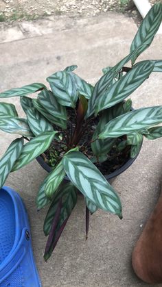 a potted plant sitting on the ground next to a pair of blue slippers