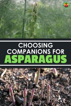 some plants that are growing in the dirt with text reading choosing companions for asparagus