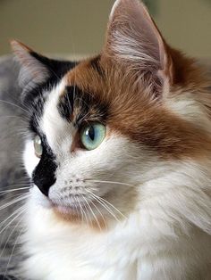 a close up of a cat with blue eyes