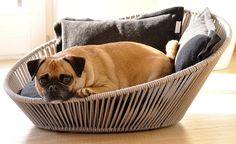 a small dog laying in a bed on the floor