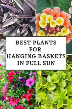 different types of flowers with the words best plants for hanging baskets in full sun above them