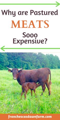 a cow and calf standing in the grass with text overlay saying why are pastureed meats expensive?