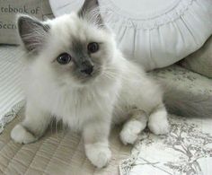 a white and gray cat sitting on top of a bed next to a pillow in a room