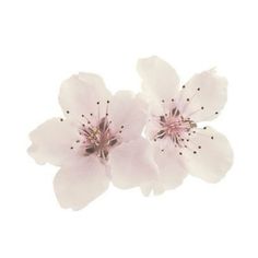 three white flowers with pink centers on a white background