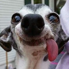 a close up of a dog with its tongue hanging out and his owner's arm in the background