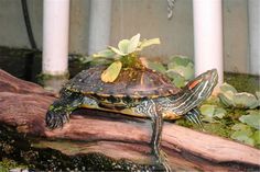 a small turtle sitting on top of a log