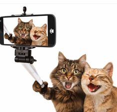 two cats are taking a selfie with their cell phone and holding it up to the camera