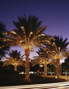 palm trees are lit up with christmas lights