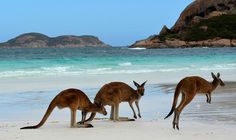 three kangaroos are standing on the beach by the water