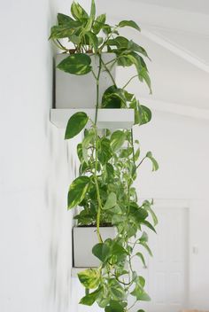 three planters are hanging on the wall with green plants in them and one is holding a potted plant