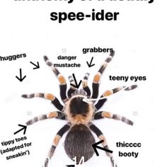 the anatomy of a spider with labels on its body and parts labeled in black text