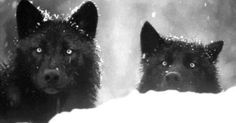 two black wolfs looking at the camera with snow on their fur and eyes wide open