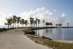 palm trees line the shore of a tropical beach