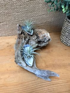 an air plant sitting on top of a piece of driftwood next to a potted plant