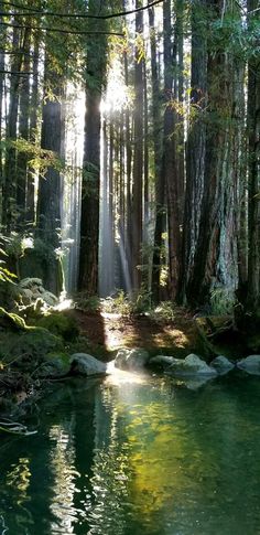 the sun shines through the trees in the forest near a river with green water